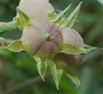  Capsules